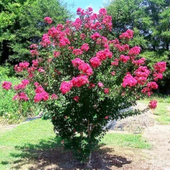 Centennial Spirit Crape Myrtle -The Tree Center Store Centennial Spirit Crape Myrte 1 copy 600x600 1