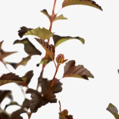 Center Glow Ninebark -The Tree Center Store Center Glow Ninebark 5G 02 copy 600x600 1