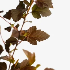 Center Glow Ninebark -The Tree Center Store Center Glow Ninebark 5G 04 copy 600x600 1