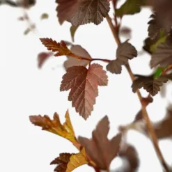 Center Glow Ninebark -The Tree Center Store Center Glow Ninebark 5G 05 copy 600x600 1