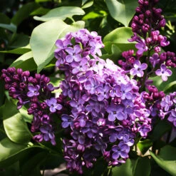 Charles Joly Lilac -The Tree Center Store Charles Joly Lilac 2 copy 600x600 1