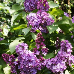 Charles Joly Lilac