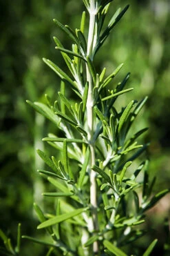 Chef's Choice® Rosemary