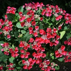 Cherry Explosion Hydrangea -The Tree Center Store Cherry Explosion Hydrangea 4 copy jpg webp