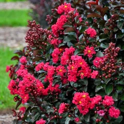 Cherry Mocha Crape Myrtle -The Tree Center Store Cherry Mocha Crape Myrtle 1 copy jpg