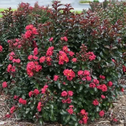 Cherry Mocha Crape Myrtle -The Tree Center Store Cherry Mocha Crape Myrtle 3 copy jpg