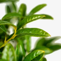 Chestnut Hill Cherry Laurel -The Tree Center Store Chestnut Cherry Laurel 5G 02 600x600 1