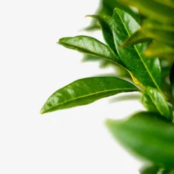 Chestnut Hill Cherry Laurel -The Tree Center Store Chestnut Cherry Laurel 5G 04 600x600 1