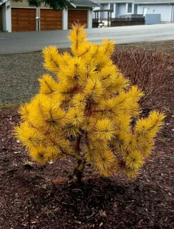 Chief Joseph Lodgepole Pine -The Tree Center Store ChiefJosephLodgepolepine2 600x788 1