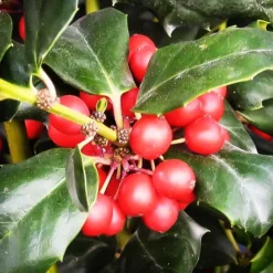 China® Boy Holly -The Tree Center Store China Boy Holly 4 copy 1 jpg webp