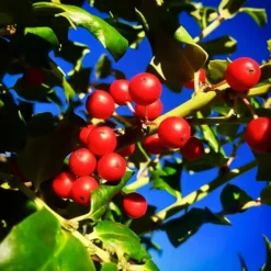 China® Girl Holly 6 China® Girl Holly -The Tree Center Store China Girl Holly 2 copy jpg webp