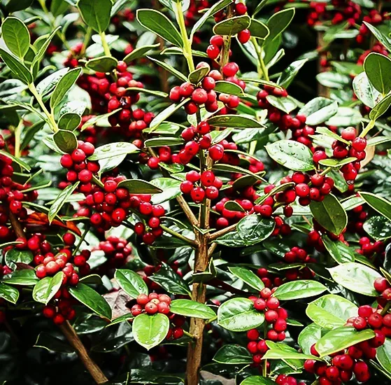 China® Girl Holly 1 China® Girl Holly