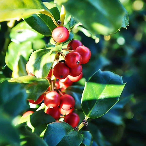 China® Girl Holly 4 China® Girl Holly - Image 4