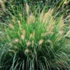 Chinese Fountain Grass