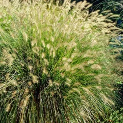 Chinese Fountain Grass -The Tree Center Store Chinese Fountain Grass 02 copy jpg