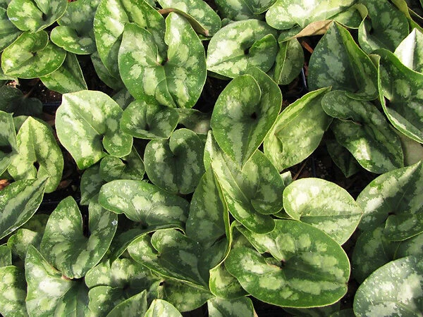 Chinese Wild Ginger 2 Chinese Wild Ginger - Image 2