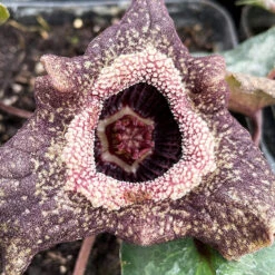 Chinese Wild Ginger 8 Chinese Wild Ginger -The Tree Center Store Chinese Wild Ginger 2 copy 600x600 1