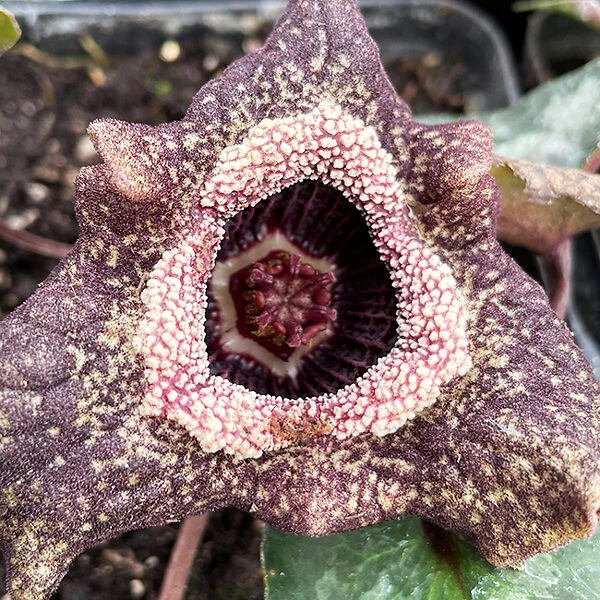 Chinese Wild Ginger 4 Chinese Wild Ginger - Image 4