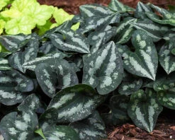 Chinese Wild Ginger 9 Chinese Wild Ginger -The Tree Center Store Chinese Wild Ginger 3 copy 600x480 1