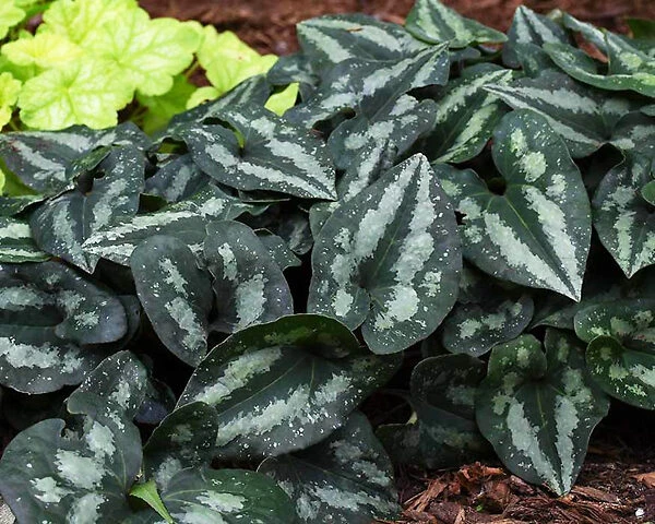 Chinese Wild Ginger 5 Chinese Wild Ginger - Image 5