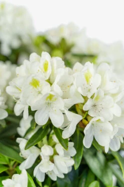 Chionoides Rhododendron