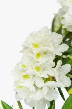 Chionoides Rhododendron -The Tree Center Store Chionoides Rhododendron 5G 03 copy 600x900 1