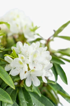 Chionoides Rhododendron -The Tree Center Store Chionoides Rhododendron 5G 06 copy 600x900 1