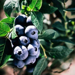 Chippewa Blueberry -The Tree Center Store Chippewa Blueberry 1 copy 600x600 1