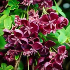 Chocolate Vine