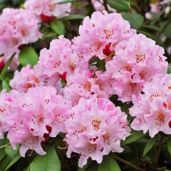 Christmas Cheer Rhododendron -The Tree Center Store Christmas Cheer Rhododendron 1 copy 600x600 1