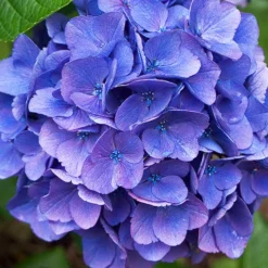 Cityline® Vienna Hydrangea -The Tree Center Store Cityline Vienna Hydrangea 1 copy jpg