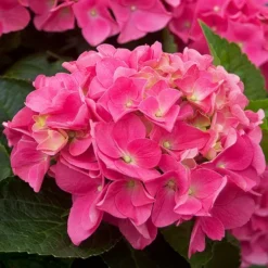 Cityline® Vienna Hydrangea -The Tree Center Store Cityline Vienna Hydrangea 2 copy jpg webp