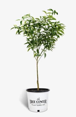 Clementine Mandarin Tree -The Tree Center Store Clementine Mandarin 01 600x920 1