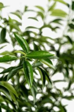 Clementine Mandarin Tree