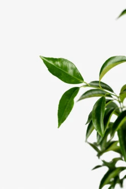 Clementine Mandarin Tree -The Tree Center Store Clementine Mandarin 03 600x900 1