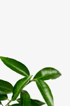 Clementine Mandarin Tree -The Tree Center Store Clementine Mandarin 05 600x900 1