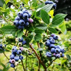Climax Blueberry Bush
