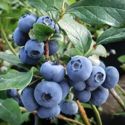 Climax Blueberry Bush -The Tree Center Store Climax Blueberry 2 copy jpg webp