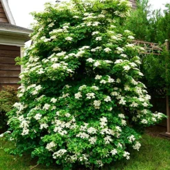Climbing Hydrangea -The Tree Center Store Climbing Hydrangea 2 copy jpg
