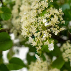 Climbing Hydrangea -The Tree Center Store Climbing Hydrangea 3G 02 600x600 1