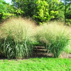 Cloud Nine Switch Grass -The Tree Center Store Cloud Nine Switch Grass 3 copy jpg webp