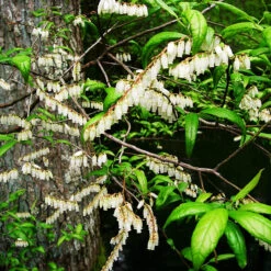 Coastal Leucothoe -The Tree Center Store Coastal Leucothoe 3 copy 600x600 1