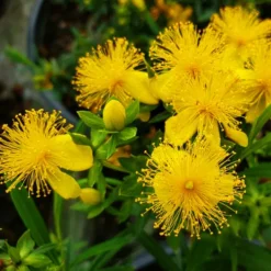 Cobalt-N-Gold™ St. Johnswort -The Tree Center Store Cobalt N Gold St. Johnswort 1 copy jpg