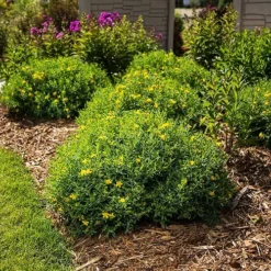 Cobalt-N-Gold™ St. Johnswort -The Tree Center Store Cobalt N Gold St. Johnswort 2 copy jpg webp