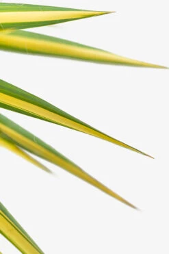 Color Guard Yucca -The Tree Center Store Color Guard Yucca 5G 04 600x900 1