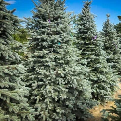 Colorado Blue Spruce -The Tree Center Store Colorado Blue Spruce 03 e1644944500150 600x600 1