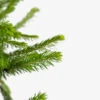 Colorado Green Spruce