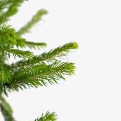 Colorado Green Spruce