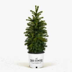 Colorado Green Spruce -The Tree Center Store Colorado Green Spruce 5G 01 600x600 1