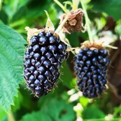 Columbia Star Blackberry -The Tree Center Store Columbia Star Blackberry 3 copy jpg webp